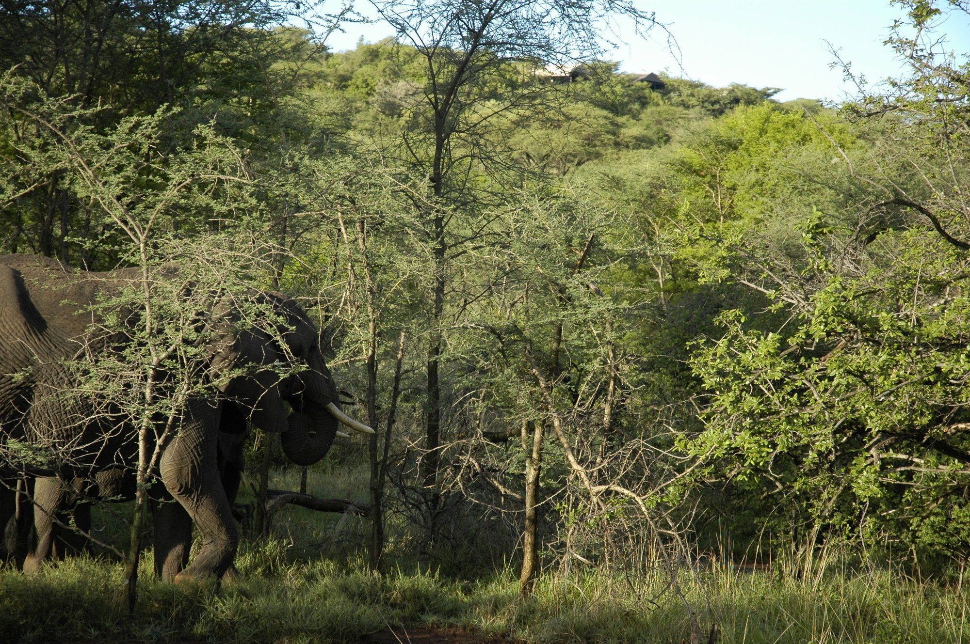 Kirawira Serena Camp Robanda Luaran gambar